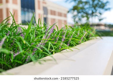 Royal Blue Liriope Muscari Flowering Monkey Grass Ornamental Border Grass Small Purple Blooms In Spring