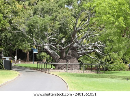 Royal Botanic Garden Sydney - Queensland Bottle Tree or Brachychyton rupestris