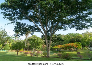 Royal Botanic Gardens In Port Of Spain, Trinidad