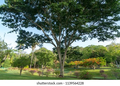 Royal Botanic Gardens In Port Of Spain, Trinidad