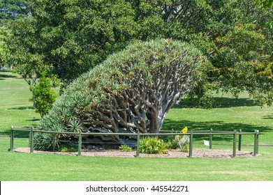 Royal Botanic Gardens In Sydney, Australia