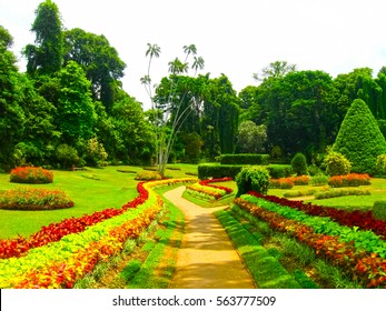Royal Botanical garden Peradeniya. Sri Lanka - Shutterstock ID 563777509