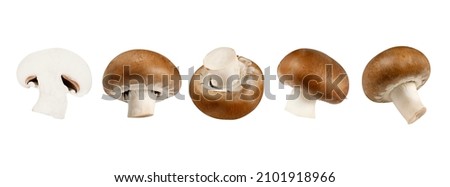 Royal brown champignon on a white background. An edible mushroom. Isolated object.