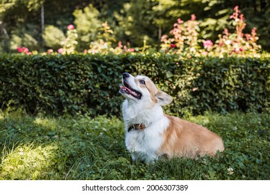 the royal corgi dog is sitting and looking away on the lawn in the park. Walking with the dog
