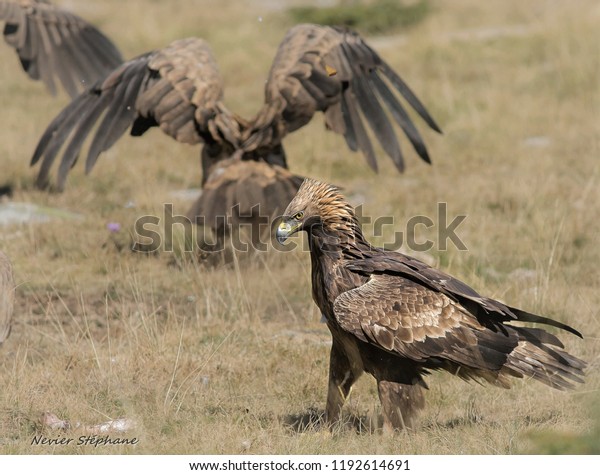 Royal Eagle Vulture Aigle Royal (Edit Now) 1192614691