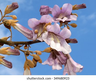 Royal Empress Tree Flowers Closeup       