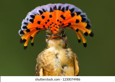 Royal Flycatcher, A Tropical Bird From Central And South America Displaying Its Bright Red Crest. 