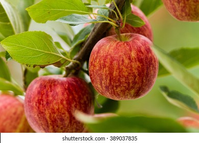 Royal Gala Red Apples On A Apple Tree At New Zealand Orchard Before Picking Season