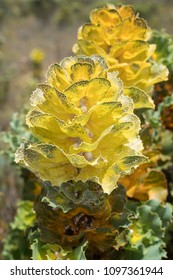 Royal Hakea, Hakea Victoira, Beautiful Flora Of The Fitzgerald River National Park, Western Australia