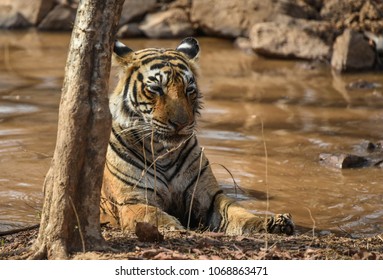 Royal Indian Tiger Stock Photo (Edit Now) 1068863471