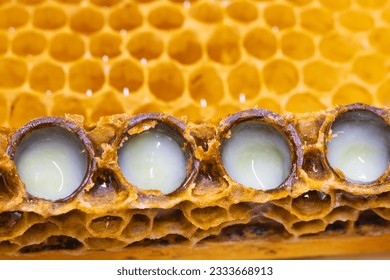 Royal jelly production background photo. Opened queen cells full with royal jelly. Alternative medicine concept background photo.