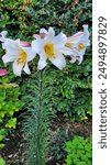 Royal Lillies White in Irish cottage garden 