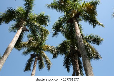 Royal Palm