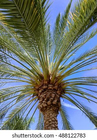 Royal Palm Trees