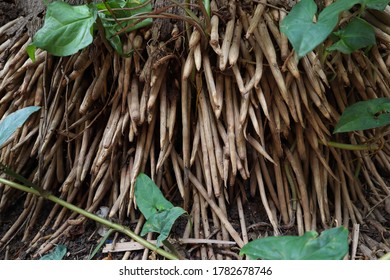 Royal Palms Tree Dense Roots Pattern. 