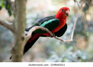 Royal Parrot, Brightly Colored Parrot On A Tree, Macro. Exotic Birds