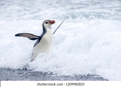 Royal Penguin (Eudyptes Schlegeli) Coming Out Of The Sea