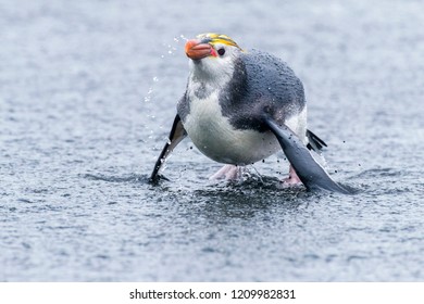 Royal Penguin (Eudyptes Schlegeli) Coming Out Of The Sea