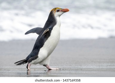 Royal Penguin (Eudyptes Schlegeli) On Macquarie Islands, Australia