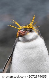 Royal Penguin (Eudyptes Schlegeli) On Macquarie Islands, Australia