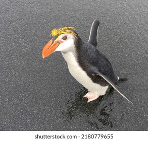 Royal Penguin (Eudyptes Schlegeli) On Macquarie Islands, Australia