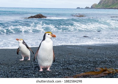 Royal Penguins Are Endemic To Macquarie Island, Between Australia And Antarctica.  They Are Closely Related To Macaroni Penguins, Differentiated By Its White Face.  It Is Listed As Vulnerable.