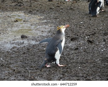 Royal Penguins Eudyptes Schlegeli Macquarie Island
