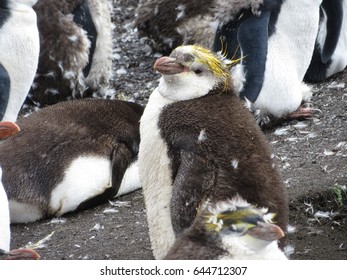 Royal Penguins Eudyptes Schlegeli Macquarie Island
