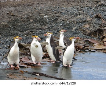 Royal Penguins Eudyptes Schlegeli Macquarie Island