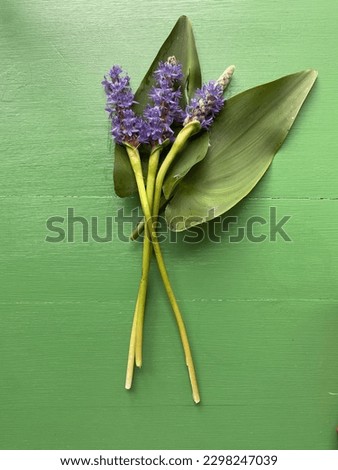 Royal pickerel rush flower on green table