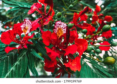 Royal Poinciana, Also Called Flamboyant Tree Or Peacock Tree, Of The Pea Family (Fabaceae). It Is Native To Madagascar, And It Has Been Widely Planted In Frost-free Areas