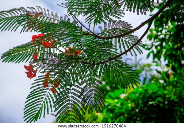 Royal Poinciana Delonix Regia Leaves Flowers Stock Photo Edit Now 1516270484