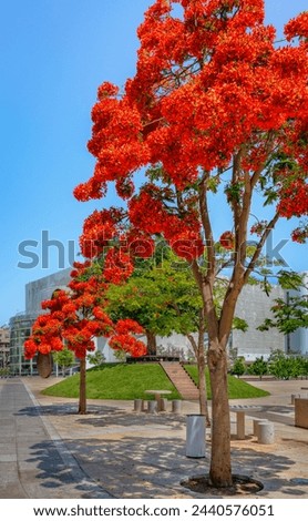 Royal Poinciana ( Delonix regia) tree blooming at Habima Square in Tel Aviv.