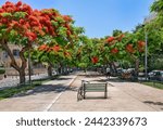 Royal Poinciana ( Delonix regia) trees blooming at Boulevard Rothschild in Tel Aviv.