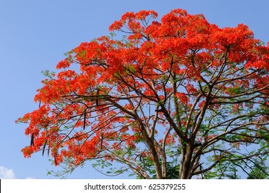 2,322 Gulmohar tree Images, Stock Photos & Vectors | Shutterstock