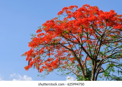 Royal Poinciana Flamboyant Flame Treeon Sunny Stock Photo 625994750 ...