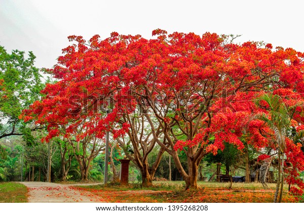 Royal poinciana, flame\
tree, flamboyant tree. Amazing red and yellow leaved tree in\
northern Thailand.