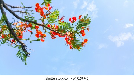 Royal Poinciana Tree 