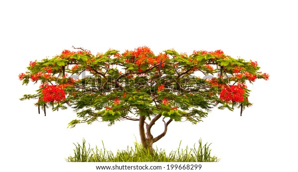 Royal Poinciana Tree Delonix Regia Isolated Stock Photo (Edit Now