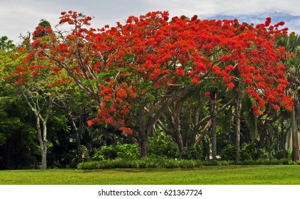 Royal Poinciana Tree Royal Poinciana Native Stock Photo 621367724 ...