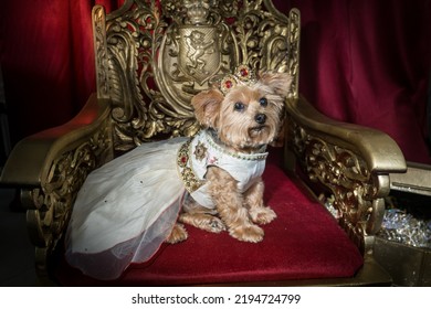 Royal Princess Dog Wearing A Crown And Gown On A Gold Throne With Red Velvet Seat.