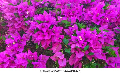 42 Royal purple bougainvillea Images, Stock Photos & Vectors | Shutterstock