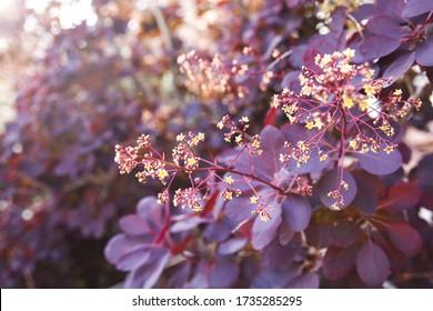 Royal Purple Shrub With Dark Violet Leaves Close-up