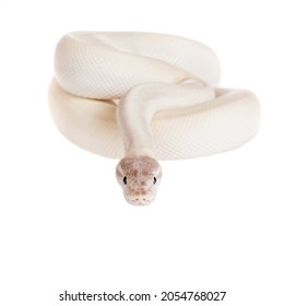 Royal Python, or Ball Python on white