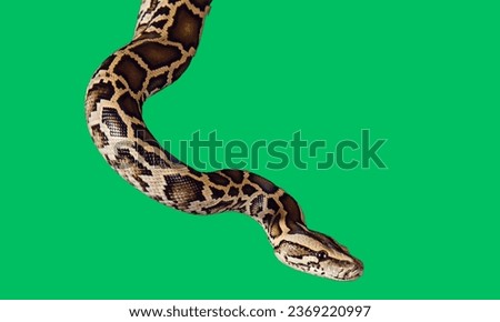 Royal Python, or Ball Python (Python regius) in side view. Isolated on green background