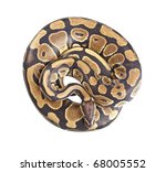 Royal Python, or Ball Python (Python regius), in studio against a white background.