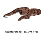 Royal Python, or Ball Python (Python regius), in studio against a white background. A lot of copyspace available. Macrophotography