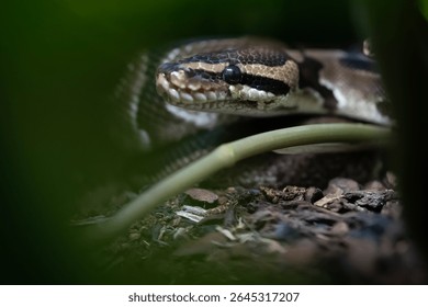 Royal Python Ball Snake Reptile