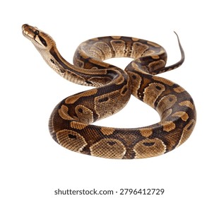 A Royal Python Brown Patterned Snake Coiled Portrait Isolated on White Background