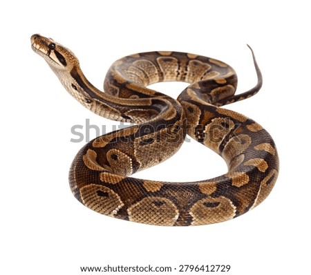 A Royal Python Brown Patterned Snake Coiled Portrait Isolated on White Background
